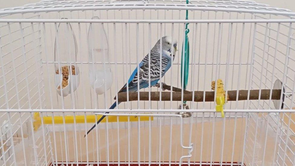 Budgie in a cage