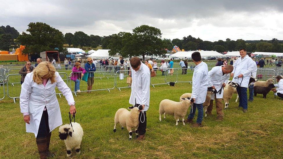 sheep on show