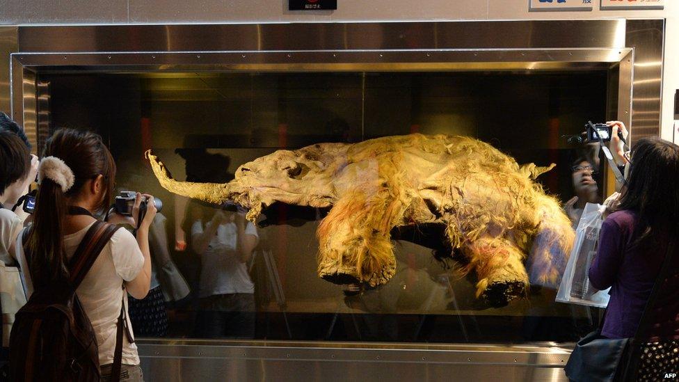 People taking photos of the body of a 39,000-year-old woolly mammoth on display