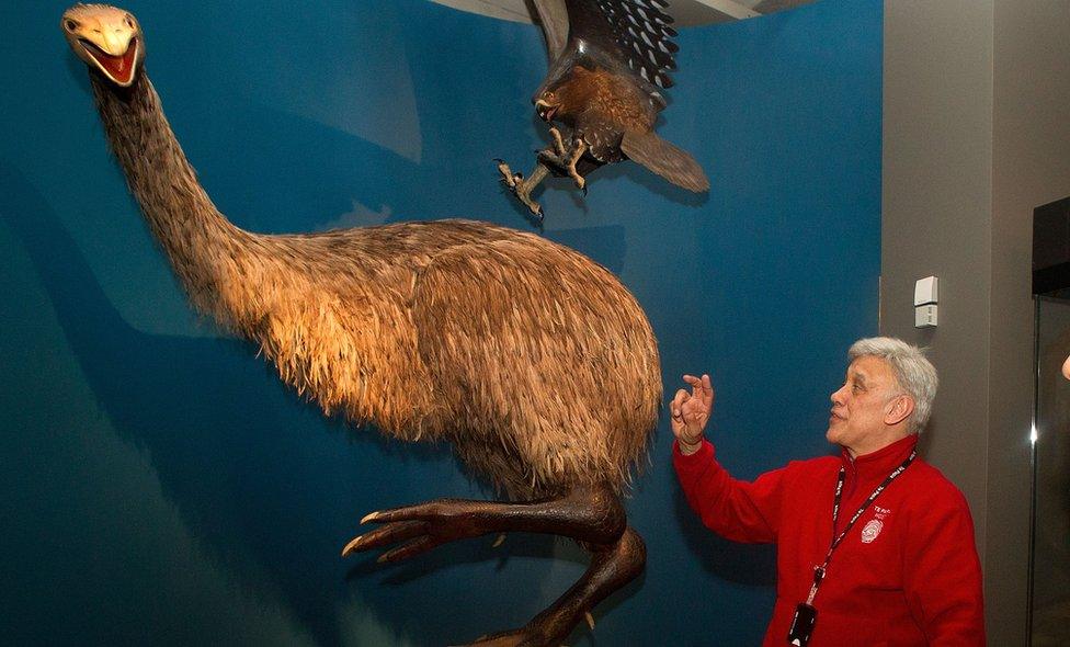 A guide stands next to a model moa on display at a museum in Wellington