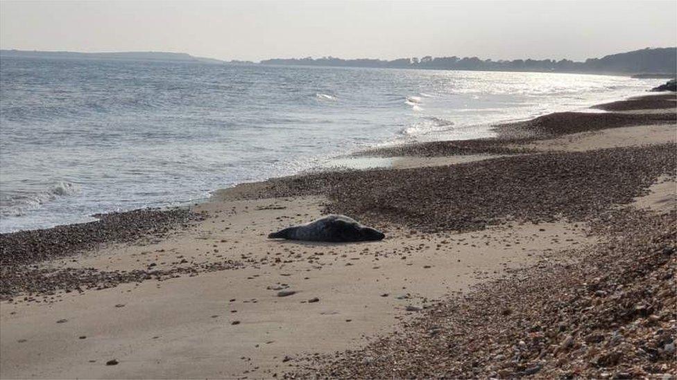 Seal on Highcliffe Beach