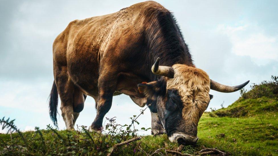 Bull feeding on grass , in the green mountains of SPain