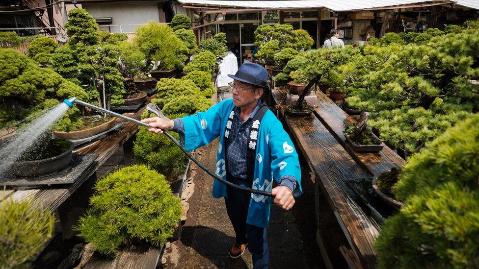 A staff member waters Bonsai in Saitama, Japan.