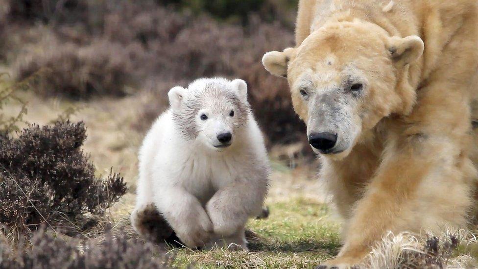 Cub and mother