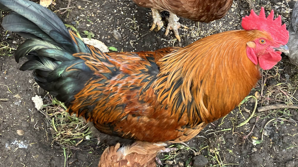 Rory the cockerel