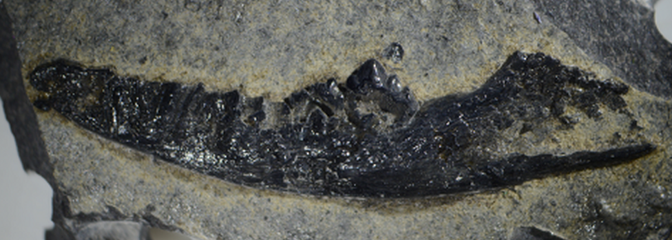 Fossil jaw