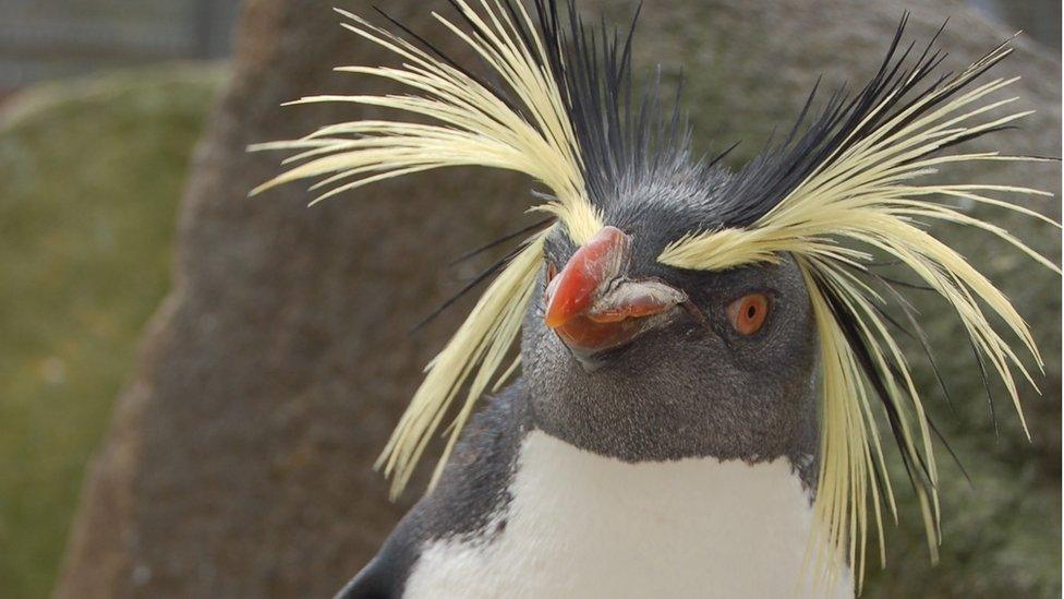 Macaroni penguin