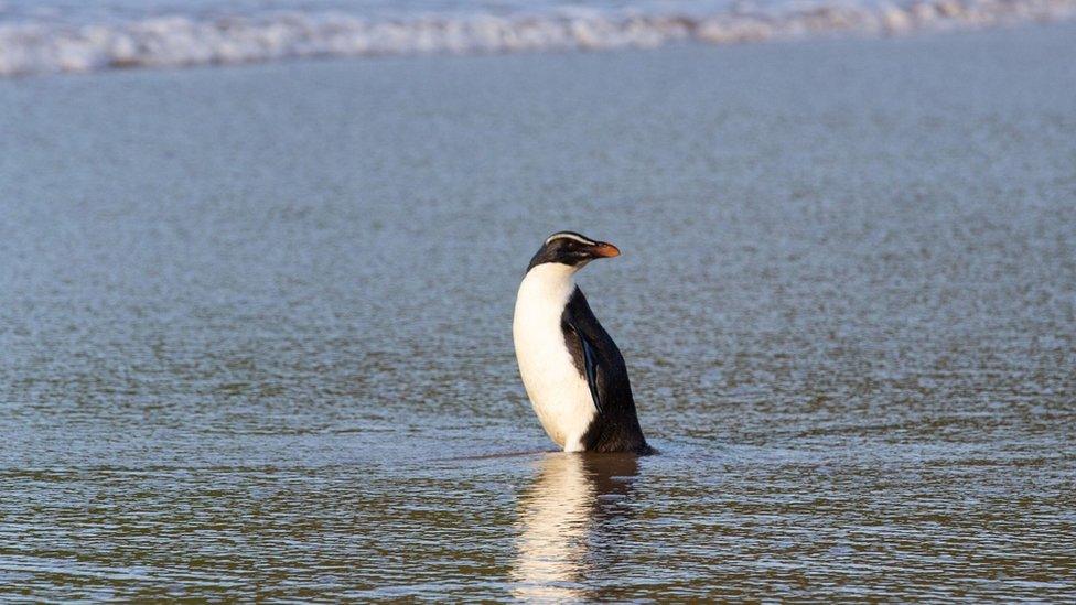 penguin-on-beach.