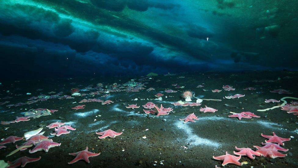 Signs of a methane seep are visible on the sea floor in Antarctica