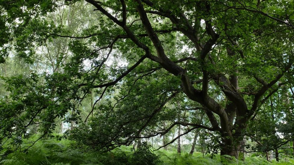 View of woodland on Whitmoor Common, Worplesdon in Surrey, south east England.