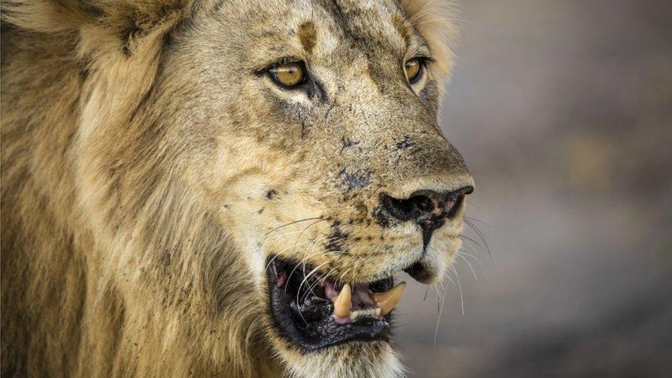 A male lion bares his teeth