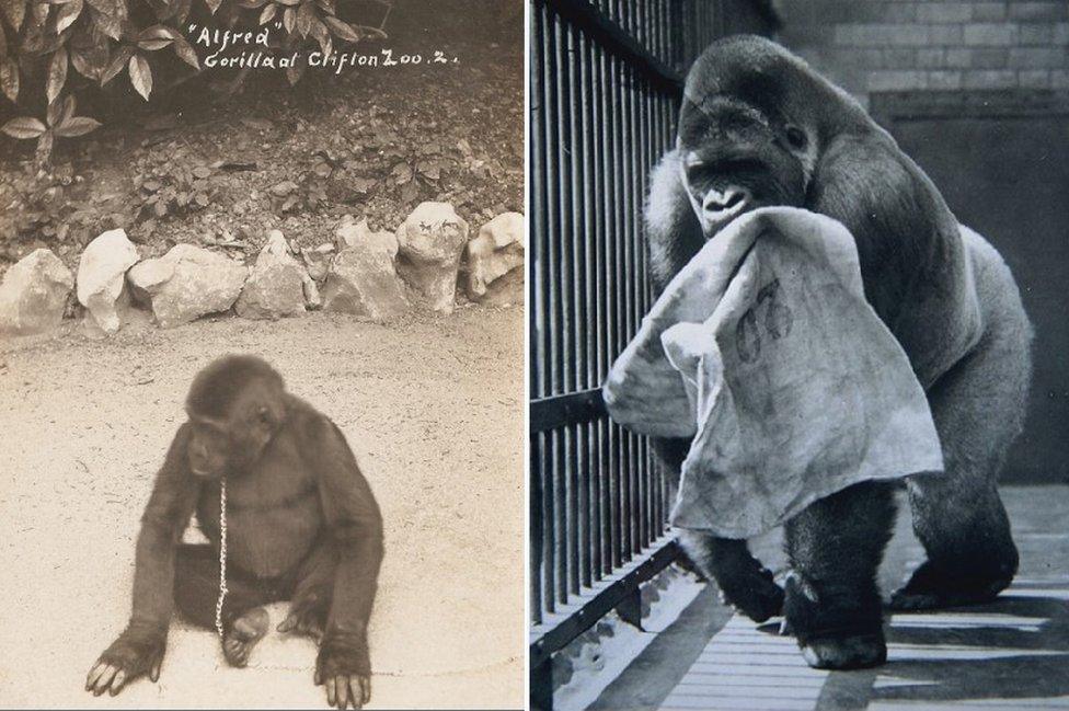 Alfred the Gorilla