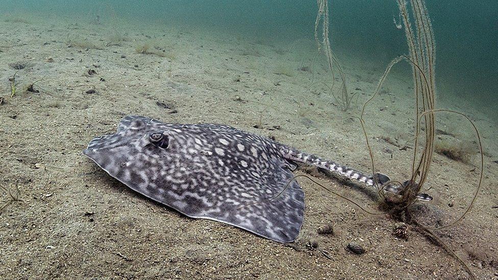 Thornback ray