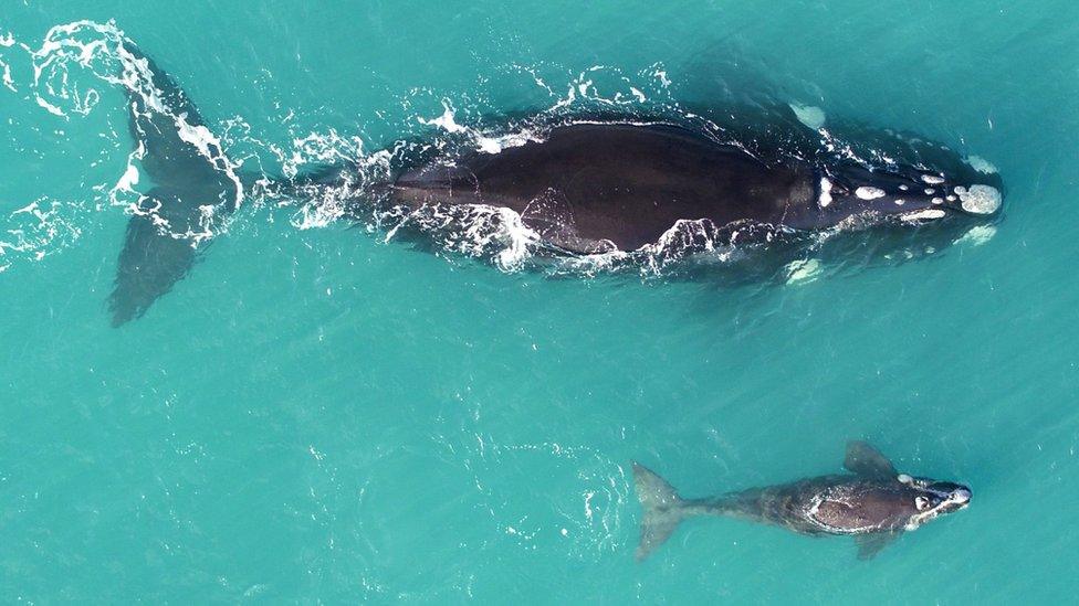 A mother southern right whale