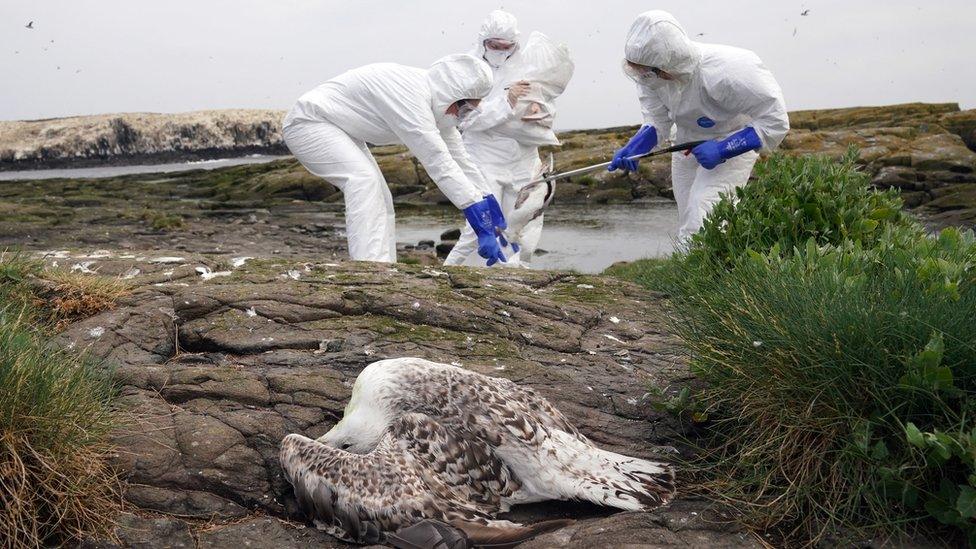 National Trust inspectors on Farne Islands