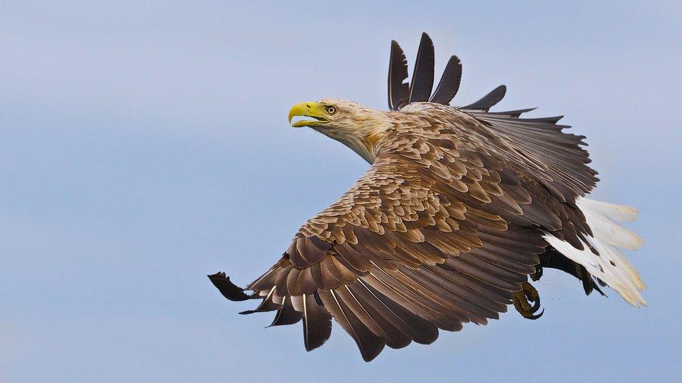 White tailed sea eagle