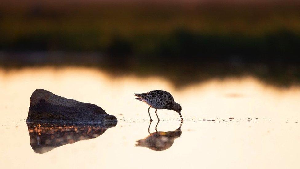 A wading ruff (c) M Saranpaa