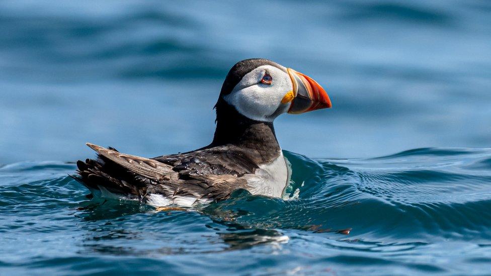 Puffin in ocean