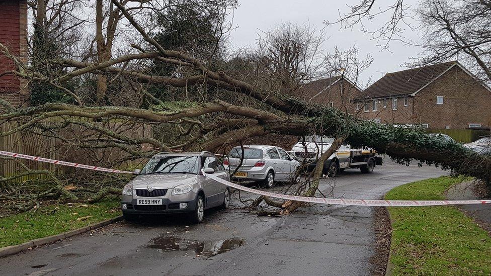 Fallen tree in Burgess Hill, West Sussex