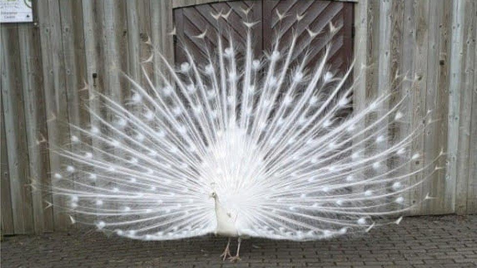 Snowy the peacock