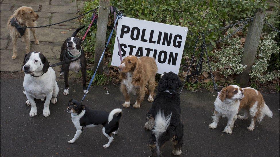 dogs-outside-polling-station