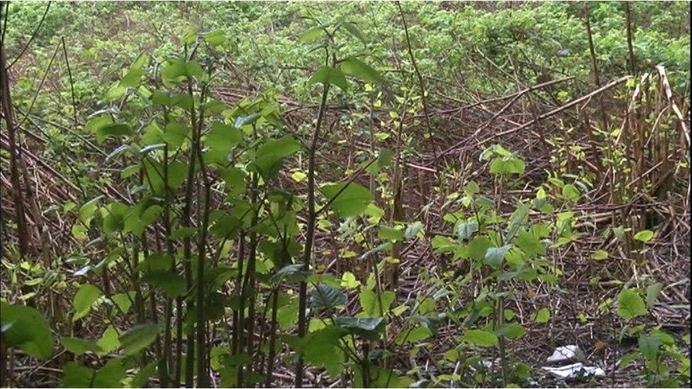 Knotweed