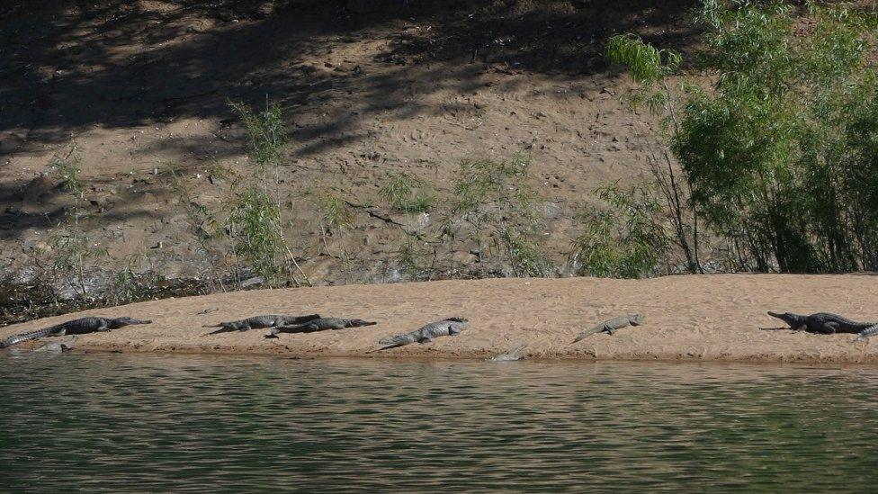 Crocodiles on the banks of the Fitzroy River in Western Australia