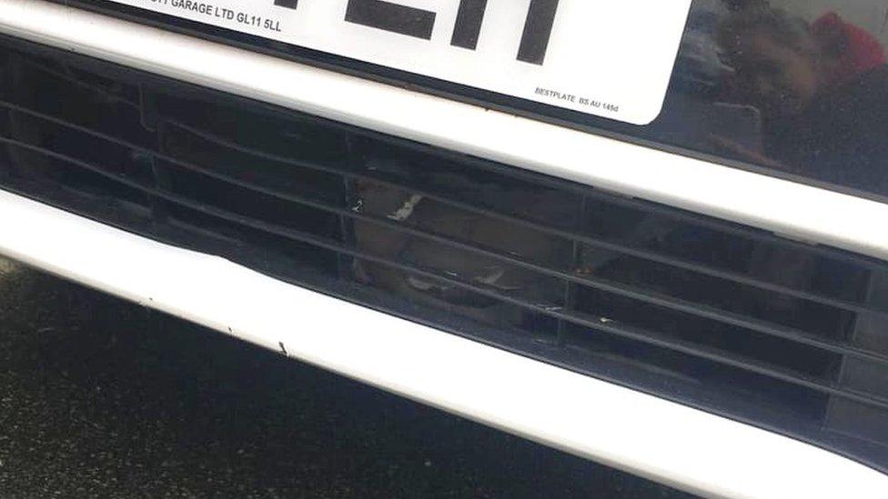 Pigeon inside car grille