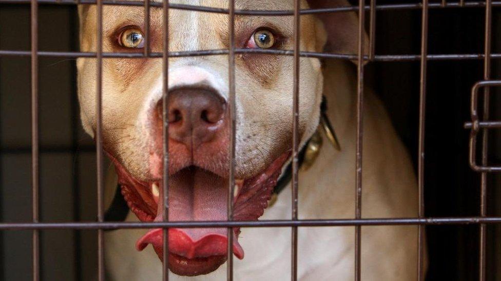 Dog in cage