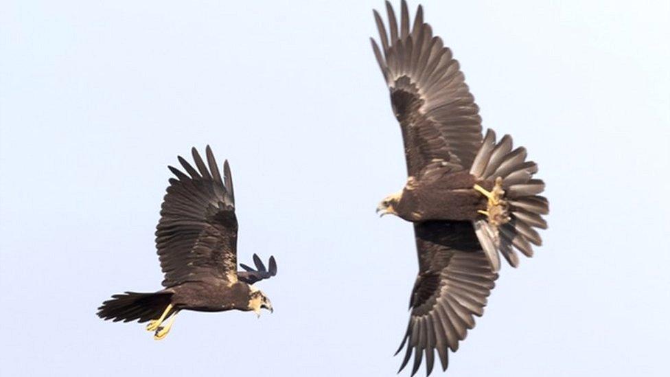 Two juvenile Marsh Harriers from Wicken Fen