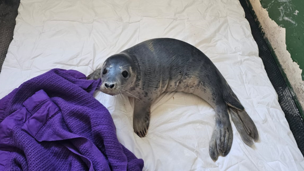 Close up of the seal