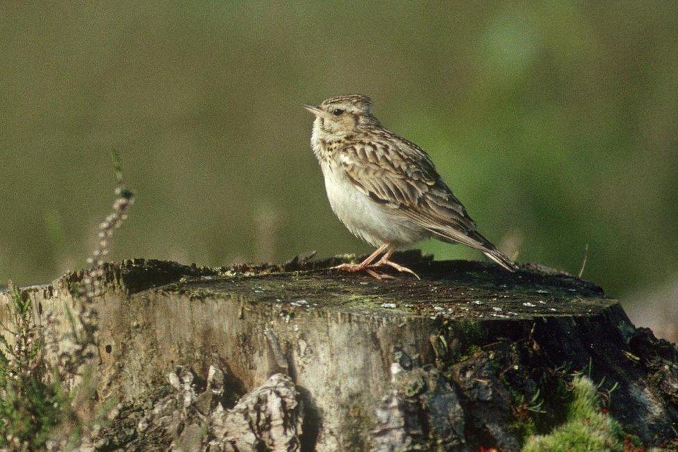 Woodlark