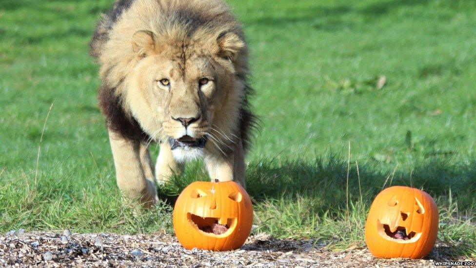 Lion with pumpkin at zoo