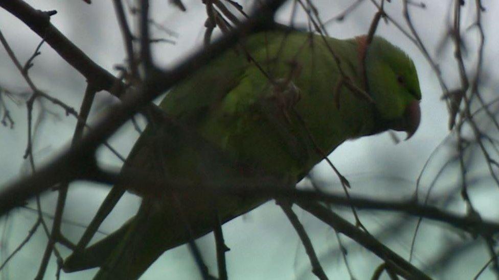 Parakeet at Shard End