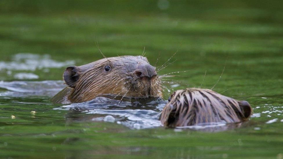 Beaver