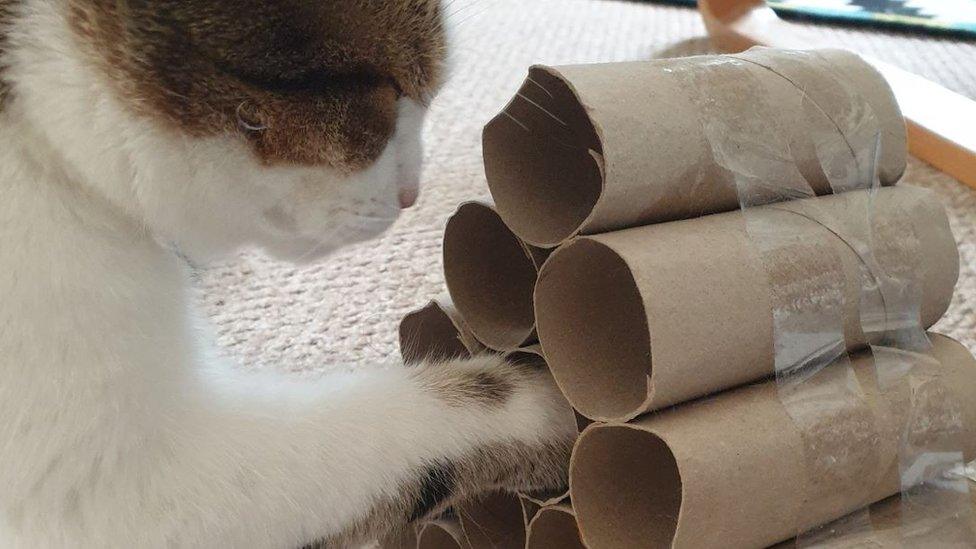 Cat with toilet roll toy