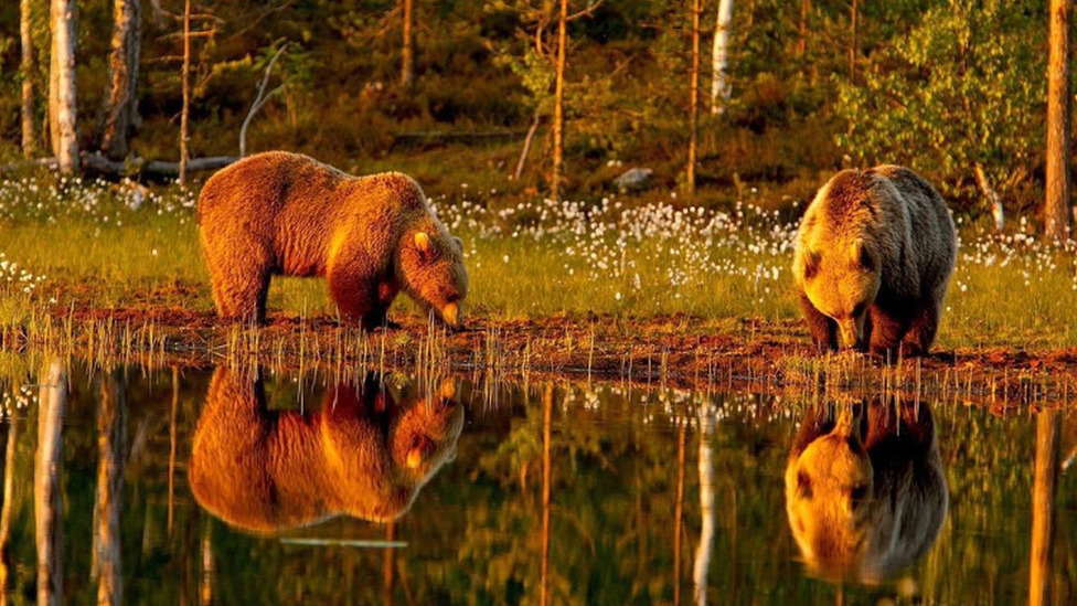 brown-bears.