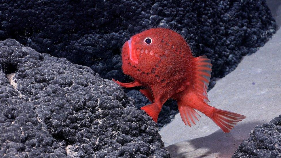 a round fish with four fins that look like little legs