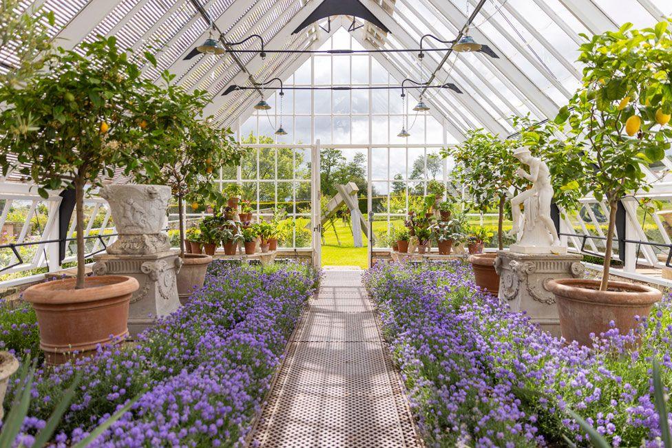 A glasshouse with lemon trees in terracotta containers and purple flowers lining a pathway to a garden