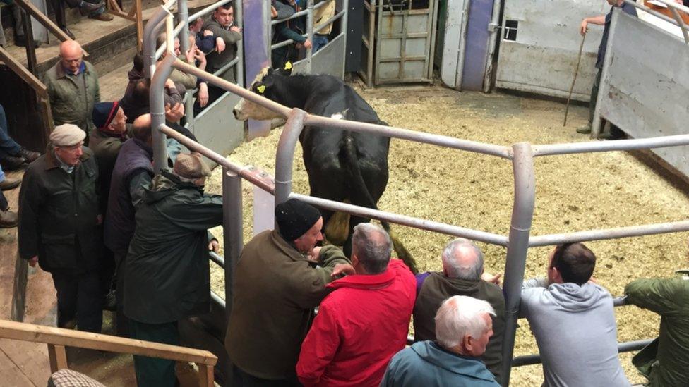 Gaerwen cattle mart