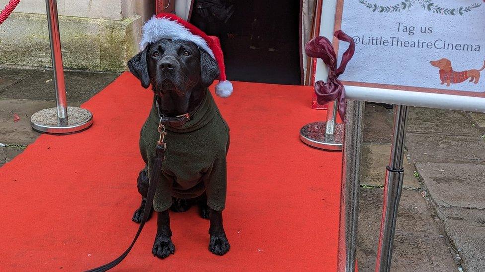 A black dog on a red carpet wearing a santa hat