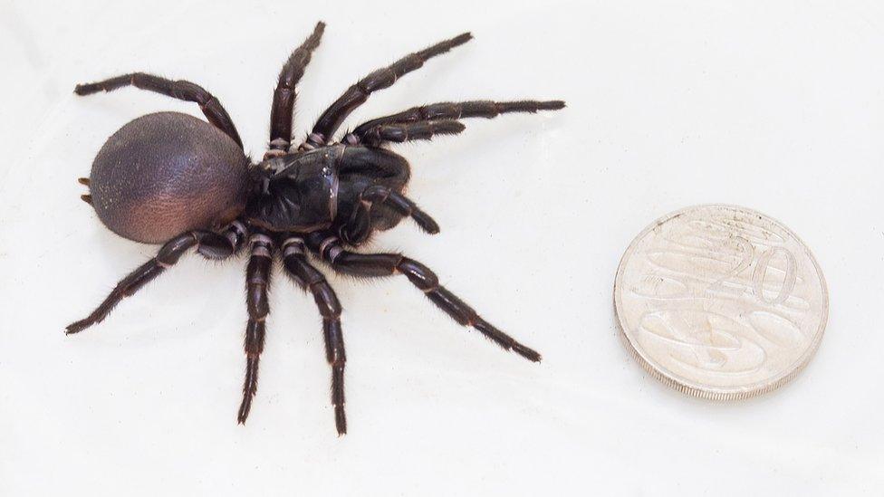 An undated handout photo received on 9 September 2015, shows what Australian scientists say could be a new species of the deadly funnel-web spider, after finding a large specimen living unexpectedly in the Booderee National Park near Jervis Bay, south of Sydney