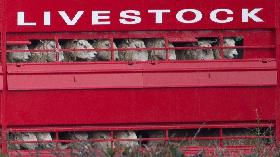 sheep in lorry