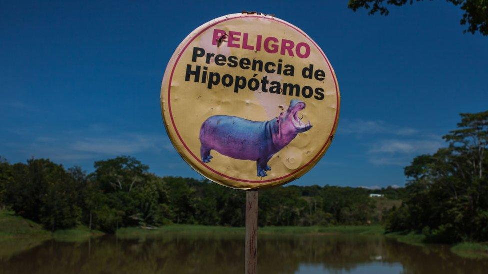 A warning in Spanish about Hippos in Colombia