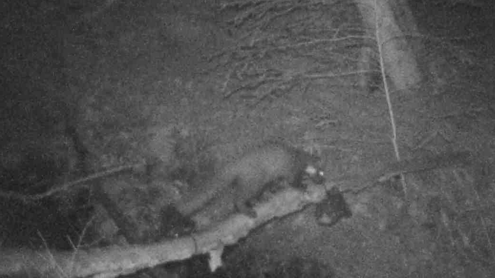 A still of the pine marten