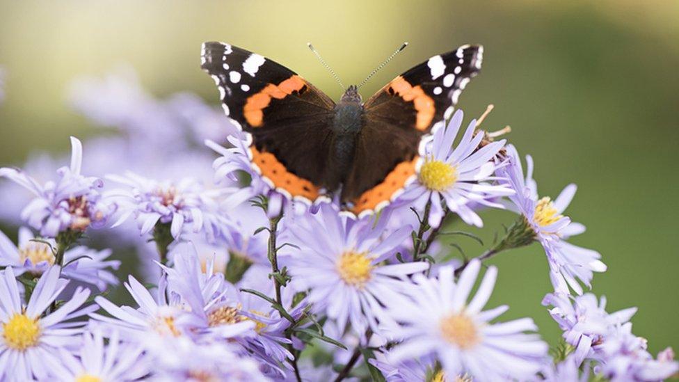 Red Admiral on a flower