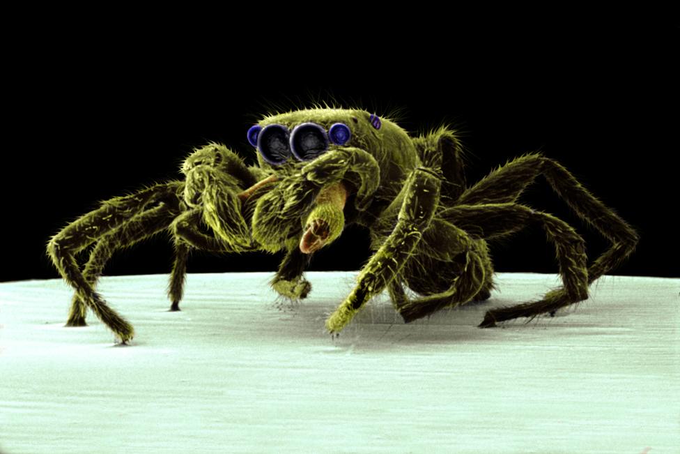 Zebra jumping spider © Trustees of NHM, London