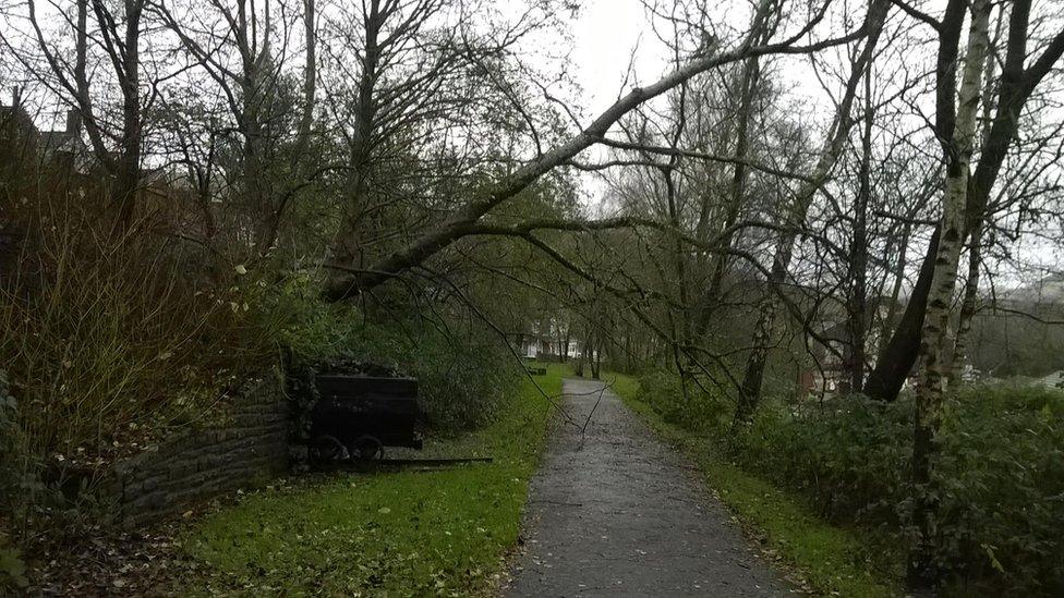 Winds brought down this tree in Abertridwr, Caerphilly