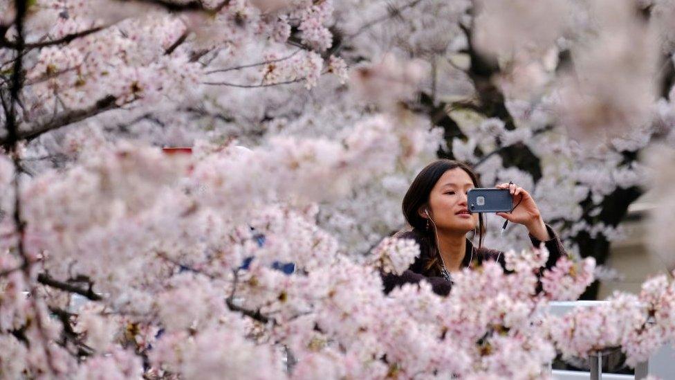 a woman takes a picture of blossoms