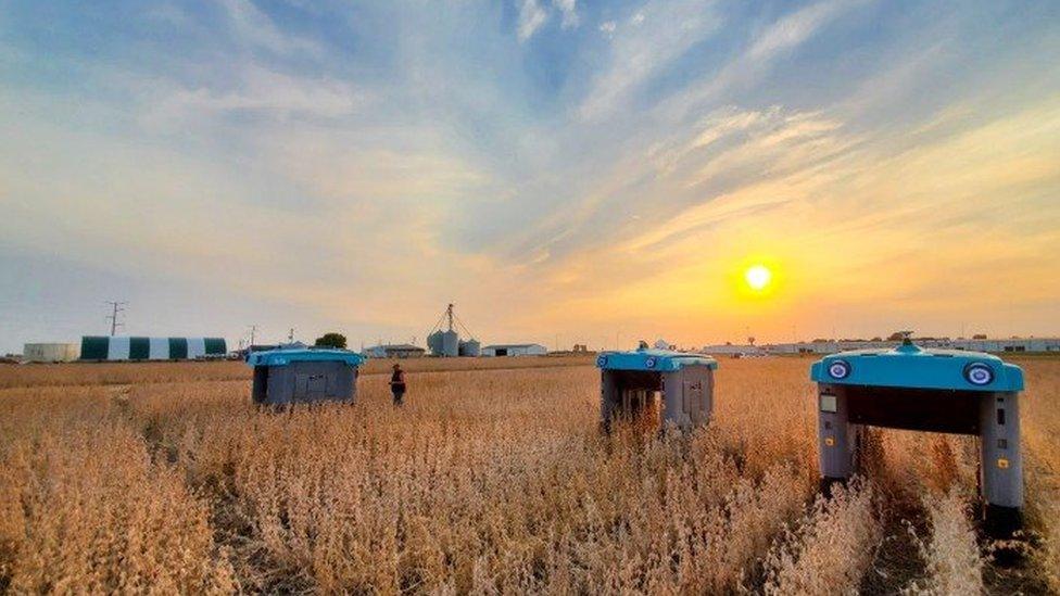 A photograph of a field at sunset shows three bridge-shaped robots - a central bar suspended by two pillars - drive over rows of crops